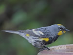 Yellow-rumped (Audubon's) Warbler 