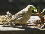 Brown-headed Cowbird (female)