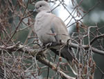 Eurasian collared Dove