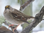 Golden-crowned Sparrow (immature)