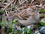 Field Sparrow