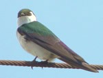 Violet-green Swallow