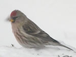 Common Redpoll