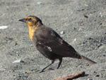 Yellow-headed Blackbird (female)