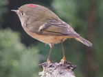 Ruby-crowned Kinglet (male)