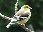 American Goldfinch (female) 