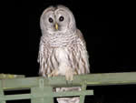 Barred Owl 