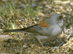 Gray-headed Junco 