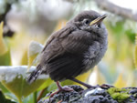 Bewick's Wren 