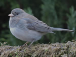 Slate-coloured Junco 