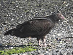 Turkey Vulture 