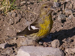 White-winged Crossbill (female)