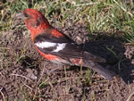 White-winged Crossbill (male)