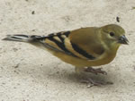 American Goldfinch (male - winter) 