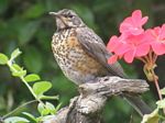 American Robin (juvenile)