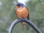 Barn Swallow