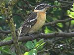 Black-headed Grosbeak