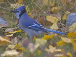 Blue Jay 