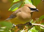 Cedar Waxwing