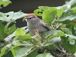 Chipping Sparrow