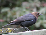 Brown-headed Cowbird (male)