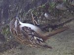 Brown Creeper 