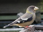 Evening Grosbeak (female)