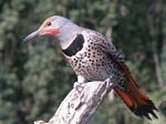 Northern Flicker 