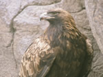 Golden Eagle