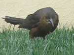 Common Grackle 