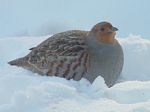 Gray Partridge