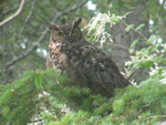 Great Horned Owl 