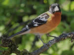 Black-headed Grosbeak