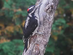 Hairy Woodpecker (male)