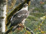 Bald Eagle (immature)