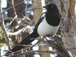 Black-billed Magpie