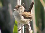 Marsh Wren 