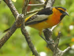 Bullock's Oriole