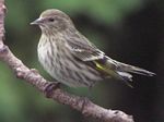 Pine Siskin