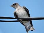 Purple Martin (female)