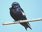 Purple Martin (male)