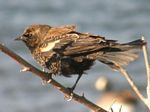 Red-winged Blackbird (junevile Male)