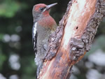 Red-bellied Sapsucker