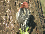 Red-breasted Sapsucker