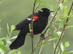 Red-winged Blackbird