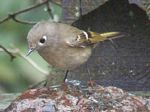 Ruby-crowned Kinglet (female)