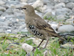 European Starling - juvenile