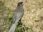 Gray Jay (juvenile) 