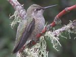 Anna's Hummingbird (female)