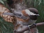 Chestnut-backed Chickadee